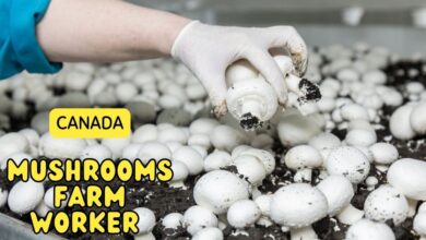 Mushrooms Farm Worker Vacancies in Canada