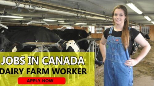 Dairy Farm Worker Jobs in Canada