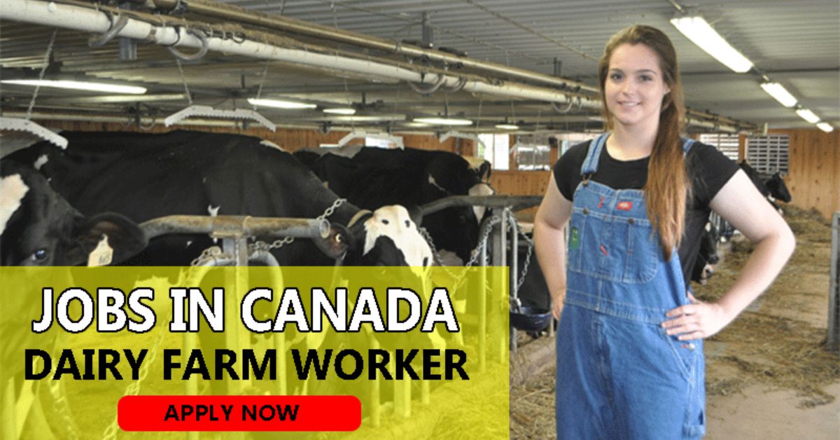 Dairy Farm Worker Jobs in Canada