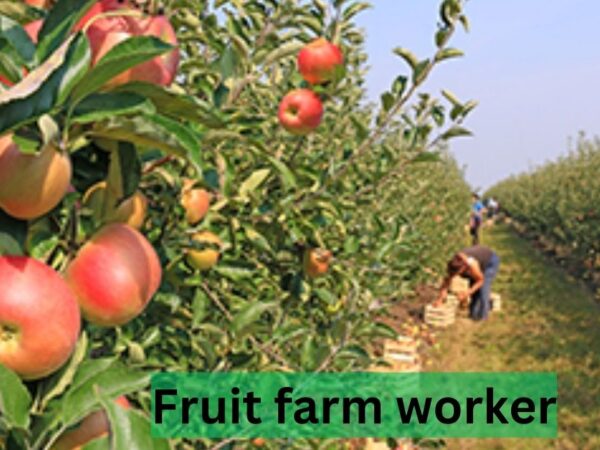 Fruit Farm Worker Jobs in Canada