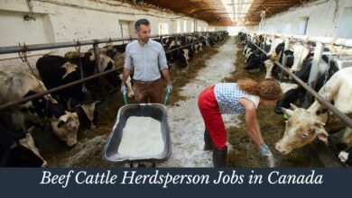 Beef Cattle Herdsperson Jobs in Canada