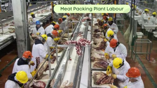 Meat Packing Plant Labour Jobs in Canada