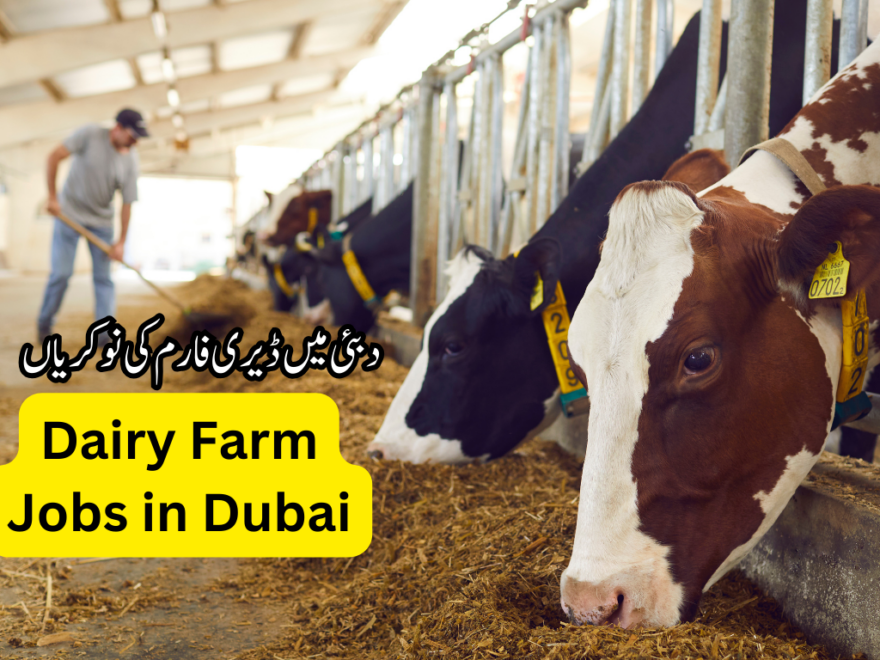 Dairy Farm Jobs in Dubai