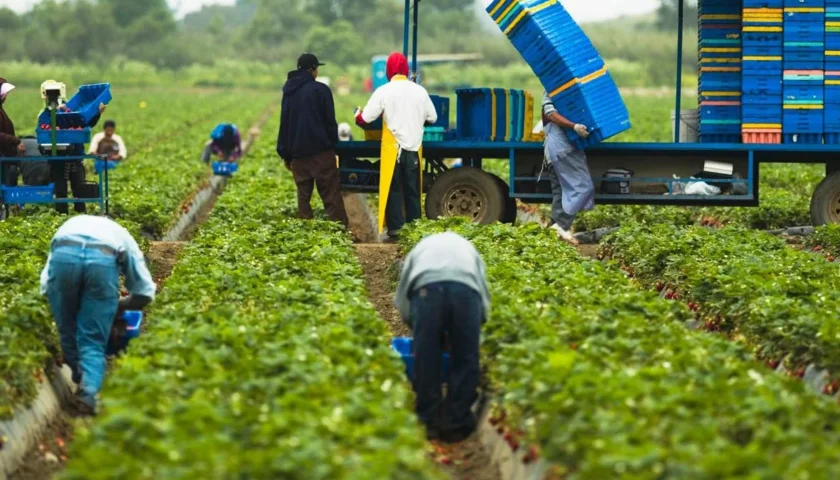 Farm Worker Jobs in Italy