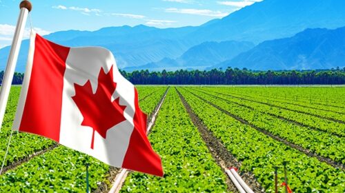 Easy Guide to Applying for Canada’s Agriculture Programs