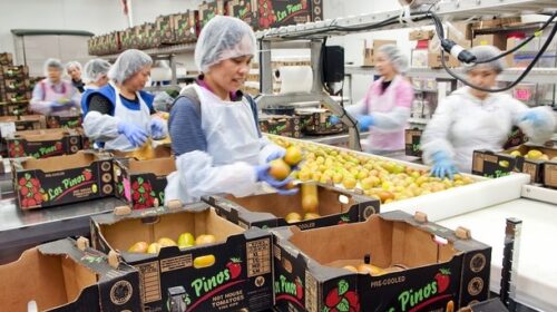 Fruit Packing Jobs in Canada