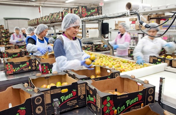 Fruit Packing Jobs in Canada with Visa Sponsorship