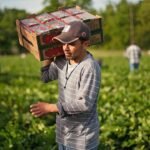 Farm Worker Jobs in Italy
