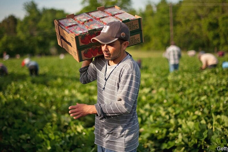 Farm Worker Jobs in Italy: Opportunities, Salaries, and How to Apply