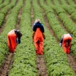 General Farm Worker Jobs In Canada