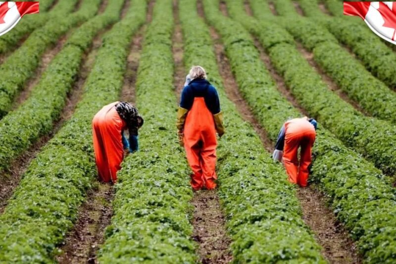 80+General Farm Worker Jobs In Canada
