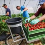 Fruit Farm Worker Jobs in Canada