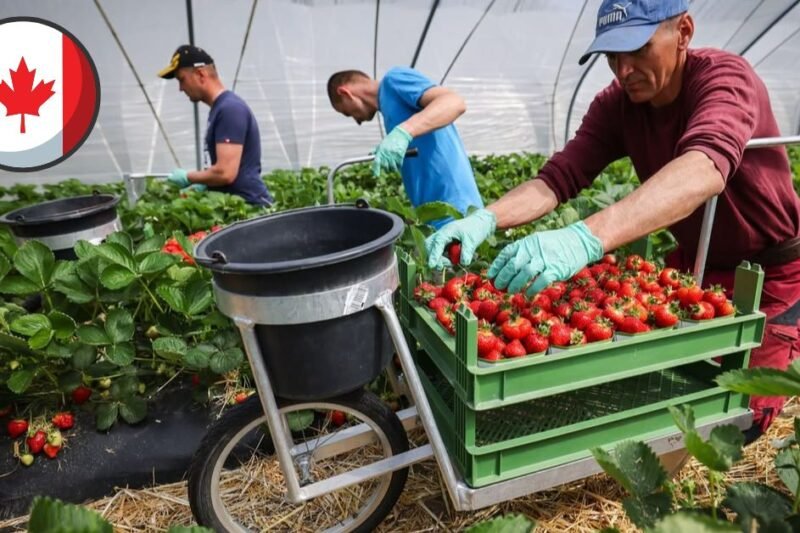 Fruit Farm Worker Jobs in Canada