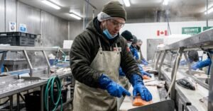Fish Plant Worker Jobs in Canada